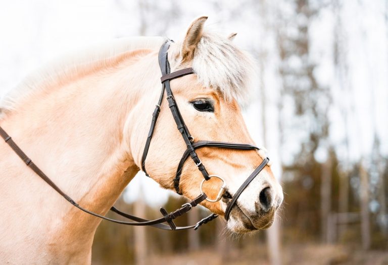 A quel âge commencer à monter à cheval ?