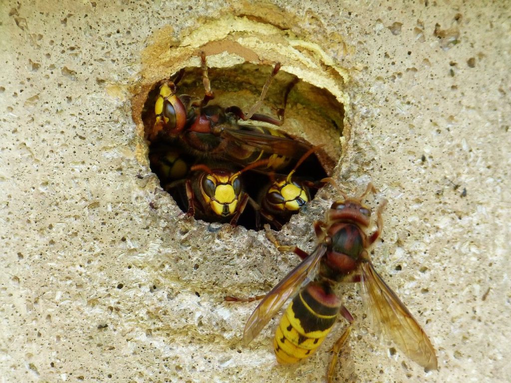 methodes-eliminer-nids-frelons
